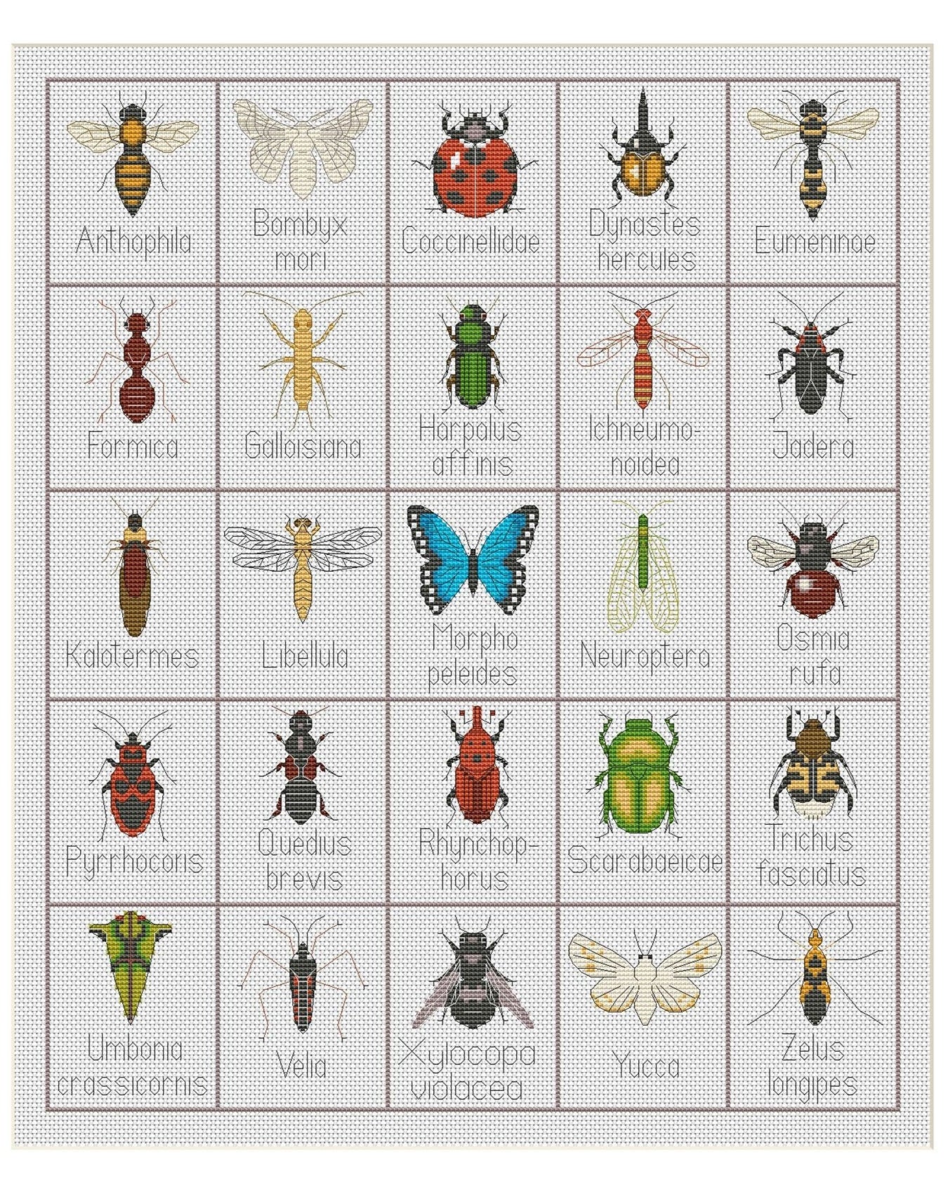 Bugs/Insects Scientific Latin name + french Alphabet Cross Stitch Pattern 014